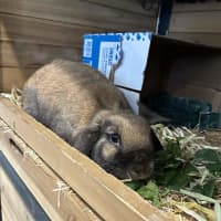Photo of Toffee