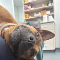 Photo of Honey