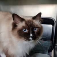 Photo of Victorine