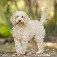 Photo of Willow