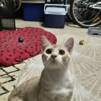 Photo of Lucky And Blue