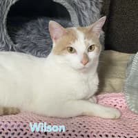 Photo of Wilson