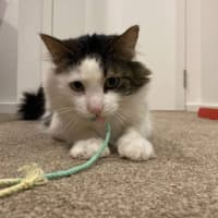 Photo of Patch