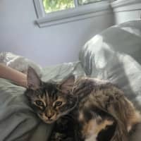 Photo of Socks