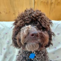 Photo of Truffle