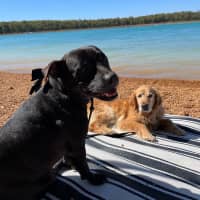 Photo of Daisy And Tonka