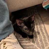 Photo of Basil   In Foster Care In Glenroy