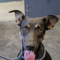 Photo of Johnny Rotten