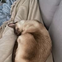 Photo of Archie