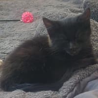 Photo of Rowan