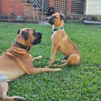 Photo of Teddy   6 Month Old Mastiff X