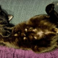 Photo of Titan * 9 Lives Project Rescue*