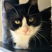 Photo of Blanc **2nd Chance Cat Rescue**