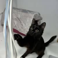Photo of Binx