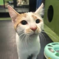 Photo of Luigi (Bonded With Mario
