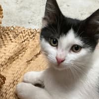 Photo of Smoochie Moo **2nd Chance Cat Rescue **