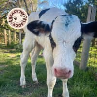 Photo of Lolly And Louis