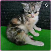 Photo of Sooki