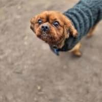 Photo of Toby