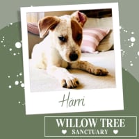 Photo of Harri