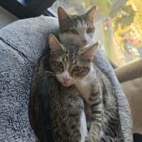 Photo of Milo **2nd Chance Cat Rescue**