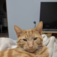 Photo of Simba