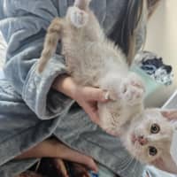 Photo of Lady
