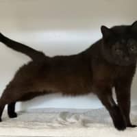 Photo of Midnight