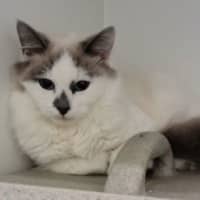 Photo of Remy