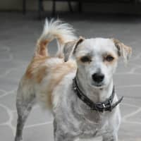 Photo of Scrappy