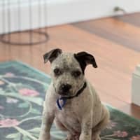 Photo of Charlie   10 Week Old Cattle Dog X