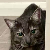 Photo of Prince* 9 Lives Project Rescue*