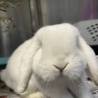 Photo of Diggersby
