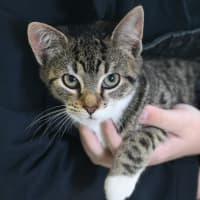 Photo of Indie