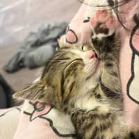 Photo of Bella / Issi