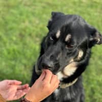 Photo of Chimera