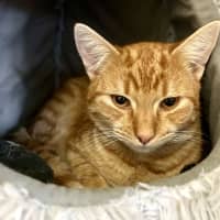 Photo of Tasso Tiryaki