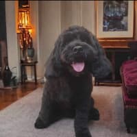 Photo of Teddy