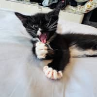 Photo of Coco