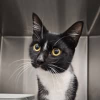 Photo of Shiva
