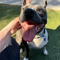 Photo of Tillie