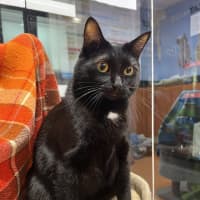 Photo of Soot