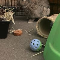 Photo of Zestful Wildy 