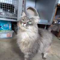 Photo of Nibbles