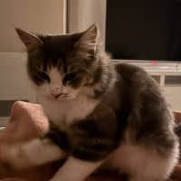 Photo of Mochi & Duman