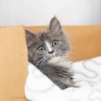 Photo of Bodhi