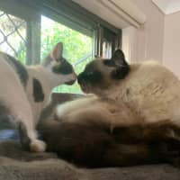 Photo of Chanel ❤️🎁❤️😽