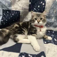 Photo of Gadget   Located In Pakenham