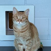 Photo of Pumpkin