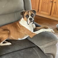 Photo of Rosie & Zeus